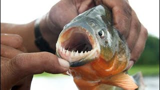 Do Piranhas Really Attack Humans in the Wild The Truth Revealed [upl. by Eibbed]