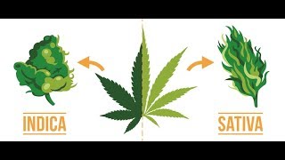 Indica vs Sativa Does it even matter [upl. by Nazario]