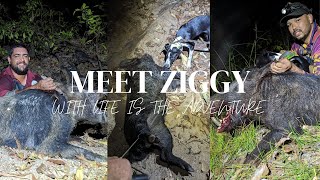 New pup meets Top End BOARS  NT Pig Hunting  PUNTH Ep112023 [upl. by Simone48]