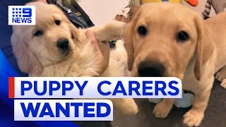 Urgent plea as puppy carers see drop in numbers  9 News Australia [upl. by Lymann552]