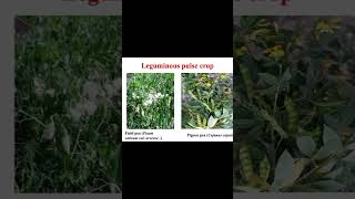 Introduction to leguminous crops part2 shortsvideo shorts [upl. by Dorkus]