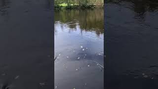 17s Hecht Livebiss 3 fishing fish hecht hechtangeln spinnfischen nature angeln angel esox [upl. by Firahs]