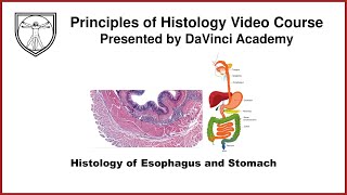 Histology of Esophagus and Stomach GI Histology 1 of 4 [upl. by Stearns]