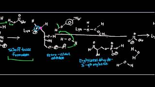 Biochemistry  Deoxyribose5Phosphate Aldolase  Physiology Biochemistry amp Mechanism [upl. by Stine]