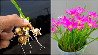 How to grow rain lilies  Grow rain lilies at home  New propagation method [upl. by Rakabuba168]