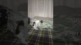 cats to play mice funnycati comedy funny shortsvideo [upl. by Olnton296]