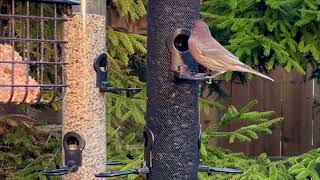 House Finches sing amp squabble while feeding birds [upl. by Haimorej]