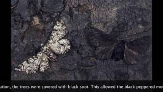 LSU BIOL 3040 Evolution of the Peppered Moth [upl. by Atikkin]