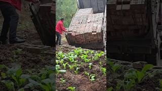 Construction red brick unloading process [upl. by Eizle]