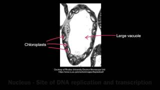 12 Application Exocrine gland cells of the pancreas and palisade mesophyll cells of the leaf [upl. by Anibas]