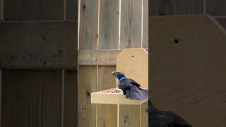 Grackle gets the peanut 🥜 birds naturelovers [upl. by Enitsirt]