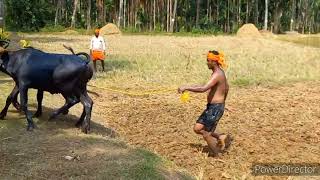 Kabethiguthu Kambula  ಸಂಪ್ರದಾಯಿಕ ಕಂಬಳ [upl. by Saxon826]