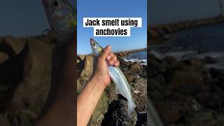 Jack Smelt Fishing Using Anchovies As Bait La Jenelle Shipwreck jacksmelt [upl. by Ed370]