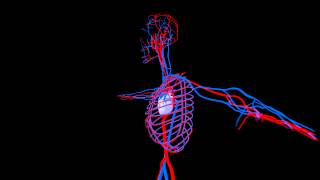 Human Circulatory System Chest Close Up [upl. by Devon382]