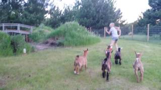 Baby pygmy goats playing [upl. by Akinot]