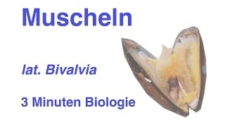 Bivalvia  Muscheln  3 Minuten Biologie [upl. by Koblick]