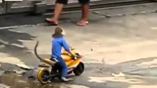 Monkey ride Racing motorcycle accident [upl. by Anirazc]