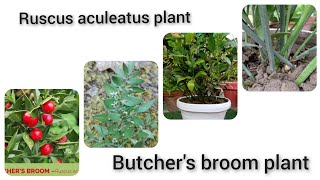 Ruscus aculeatus plant how to grow and care ruscus aculeatus plant [upl. by Hairej]