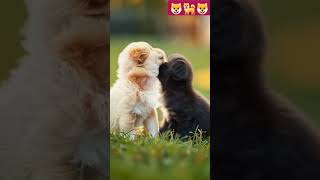 Puppies are fighting puppies cute puppy animalshorts dogs shorts short viralshorts [upl. by Ellek846]