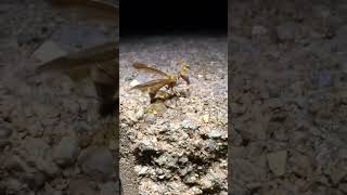 WASP MANTIDFLY wasp mantis facts [upl. by Atniuqal]