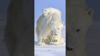 Top 10 Biggest Animals in the World [upl. by Frayne]