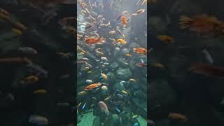 INSIDE the UNBELIEVABLE LARGEST COLORFUL FISH AQUARIUM [upl. by Nino]