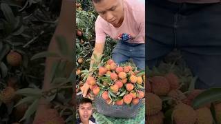 Harvesting lychee small seeds fruit sonlv [upl. by Jehoash]