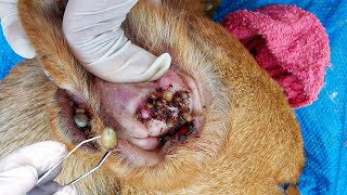 Dog Ticks Remove  Easy And Fast Way To Remove All Ticks From Poor Dog  Save Poor Dog EP 99 [upl. by Ytima401]