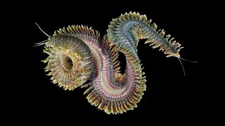 Phylum Annelida Part 2 Polychaeta Segmented Marine Worms [upl. by Charlotte]