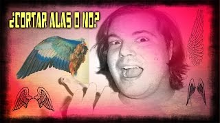 ¿CORTAR o NO CORTAR las ALAS agapornis loros ninfas y periquitos [upl. by Rieger]