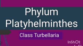 Phylum Platyhelminthes  Class Turbellaria  Flame cells [upl. by Asilad895]