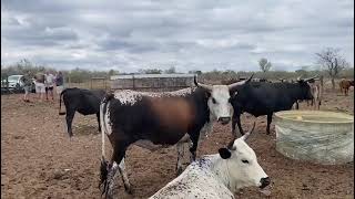 Total dispersal sale of livestock Ngunis amp Implements 3011 Farm Vaalboom Rust de Winter [upl. by Natam]