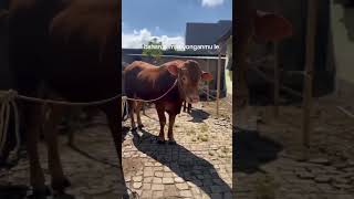 1111 cerah lekpeternakansapiindonesia peternakmuda cow shortvideo fyp [upl. by Nnazil30]