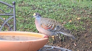 The Adventures of Gerald The Frisky Bronzewing [upl. by Kesia]