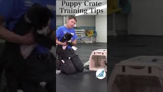 Puppy Crate Training Shorts [upl. by Ailemor]