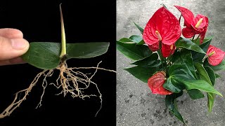 I bred Anthurium from only 1 leaf [upl. by Ahcsap75]