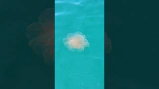 A Lions Mane Jellyfish 😲 shorts animals nature [upl. by Schargel]