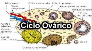 Ciclo Ovárico  Documental de Embriología [upl. by Eidac458]