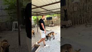 Golden retriever 3 malinois stray dog discipline and basic obedience session ended in feeding them [upl. by Cirderf]