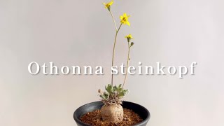 【Othonna steinkopfオトンナ・スタインコフ】 [upl. by Merete]