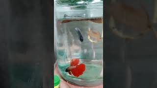 Betta fish male female [upl. by Hoppe]