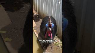 Cassowary 🦤 The Most Dangerous Bird on Earth [upl. by Leilamag]