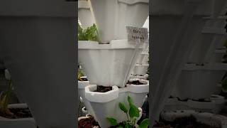 Thermocol pots for vegetable plantation😍agriculturetooluniquegadgetsplanthorticultureshorts [upl. by Nai]