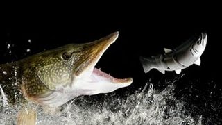 Top 10 Pike Attacks [upl. by Chev410]