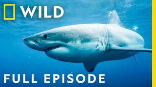 Killers of the Ocean Orcas vs Great Whites Full Episode  Nat Geo Wild [upl. by Rothberg]