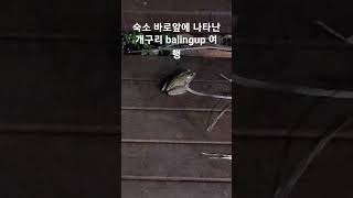 개구리 balingup 여행 [upl. by Paderna]