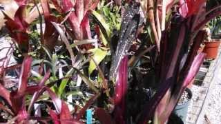 Billbergia bromeliads explained care maintenance suggestions [upl. by Vassaux]