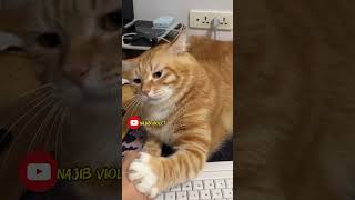 Kucing lawak part1 animals funny horts [upl. by Adnilak]