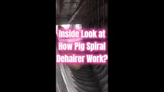 How Pig Spiral Dehairer Works Dehairing Machine for Middle Large Scale Hog Abattoir Slaughterhouse [upl. by Neelak52]