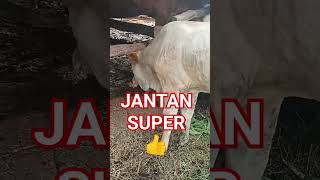 PEDET JANTAN SUPER shorts sapi srontscahangon [upl. by Tnomel628]